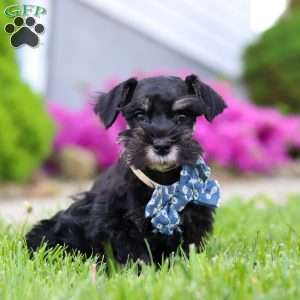 Teddy, Miniature Schnauzer Puppy